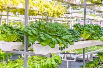 Urban Farming Global: Solusi Krisis Pangan atau Tren Sesaat?